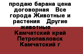 продаю барана цена договорная - Все города Животные и растения » Другие животные   . Камчатский край,Петропавловск-Камчатский г.